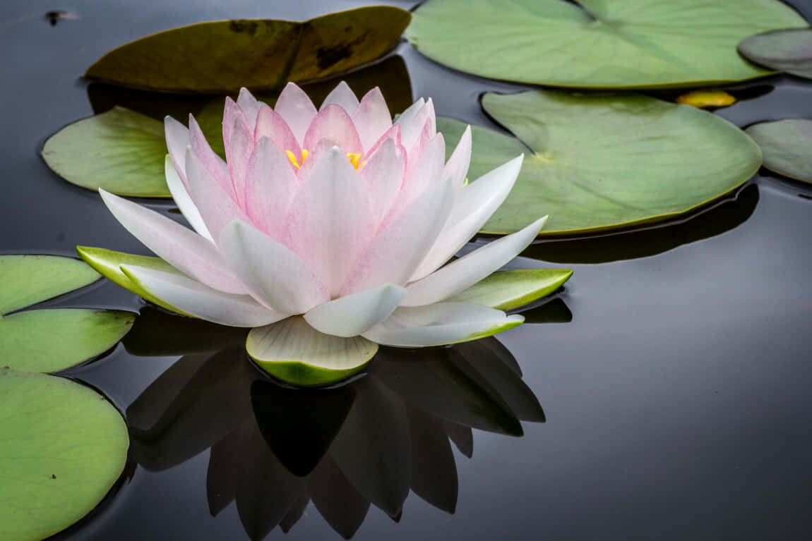 Meditation – Lotusblume