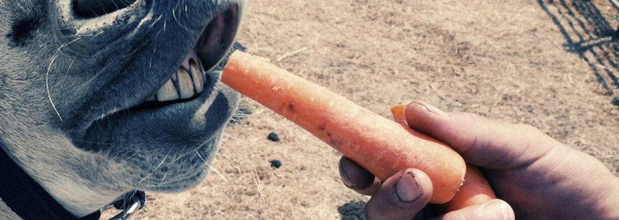 Welchen Karotten jagst du nach?